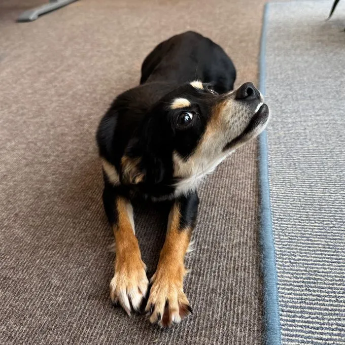 Olivia - Pinscher-Pekinesen-Mischling zur Adoption