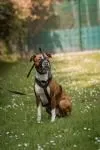 Dog from shelter, Lion | Rot Mit Weiß American Staffordshire Terrier Male