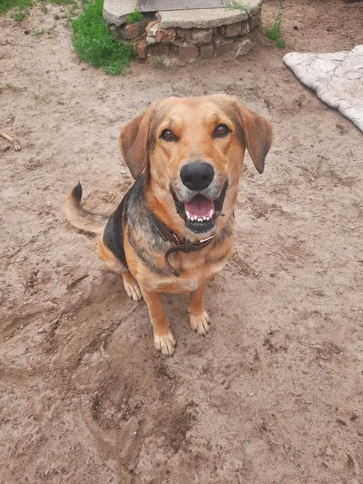H23-043 Kylie - Mischling zur Adoption