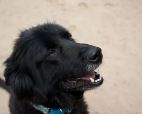 Dog from shelter, Benni | Kaukasen Mix Male
