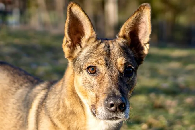 Miron - Mischling zur Adoption