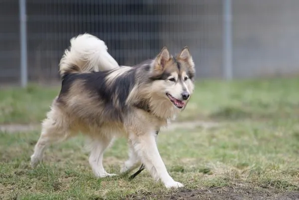 Dog from shelter, Timba | Husky Mix Male