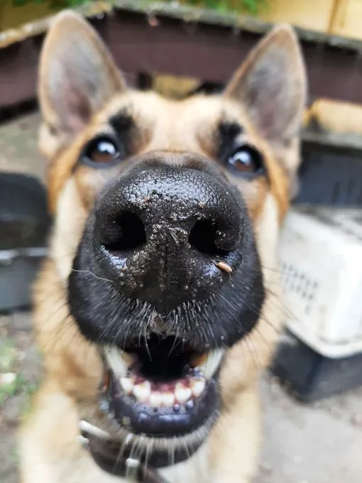 Ranger - deutscher-schaeferhund zur Adoption