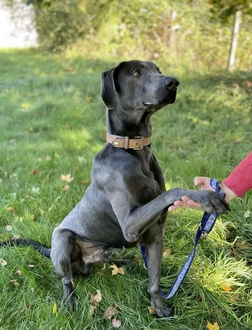 Dog from shelter, Marlo | Weimaraner Mix Male