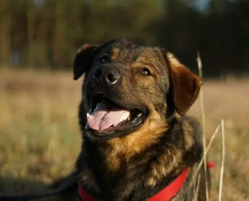 Dog from shelter, Drago | Schäferhund Mix Male