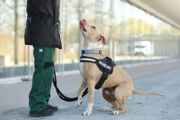 Dog from shelter, Donnie | Staffordshire Mix Male