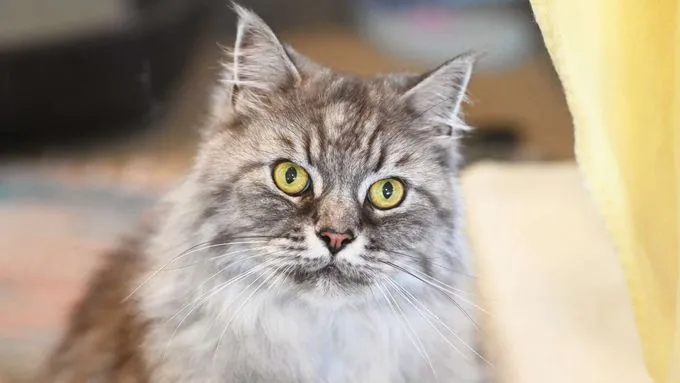 Lucky - Katze zur Adoption