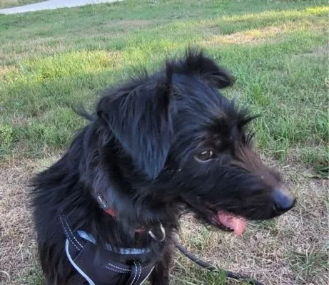 Dog from shelter, Paula | Terrier Mix Female