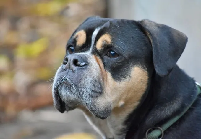 Carlchen - english-bulldog zur Adoption