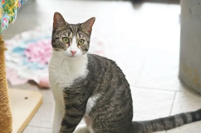 Katze aus Tierheim, Bärbel | Ekh Weiblich