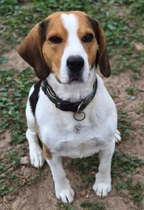 Rocky - beagle zur Adoption