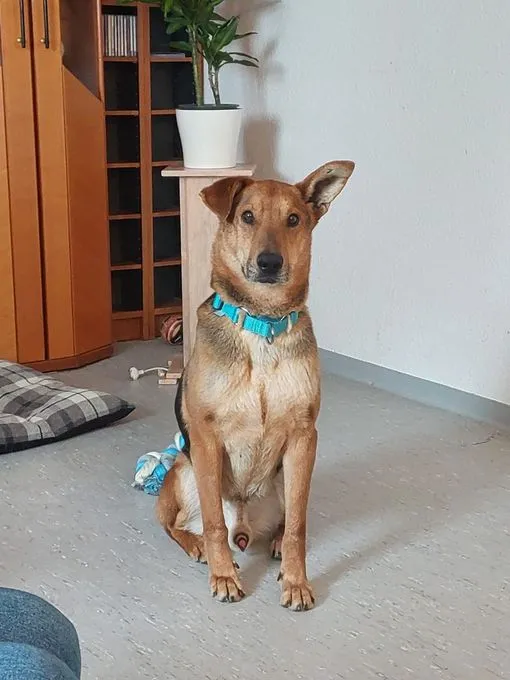 Hund aus Tierheim, Bogar | Mischling Männlich