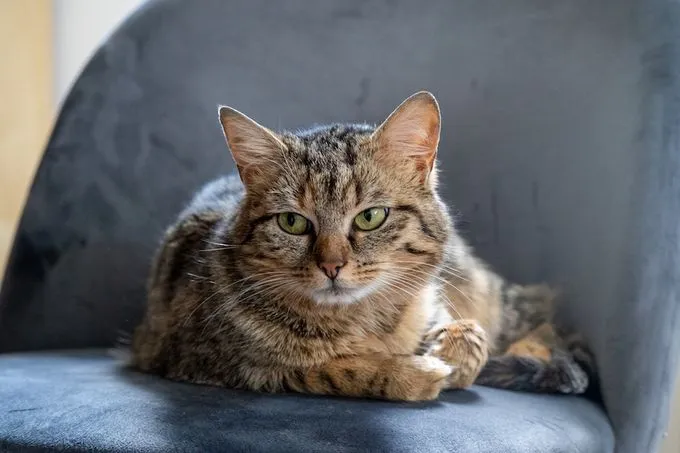 Tigerlilly - ekh zur Adoption
