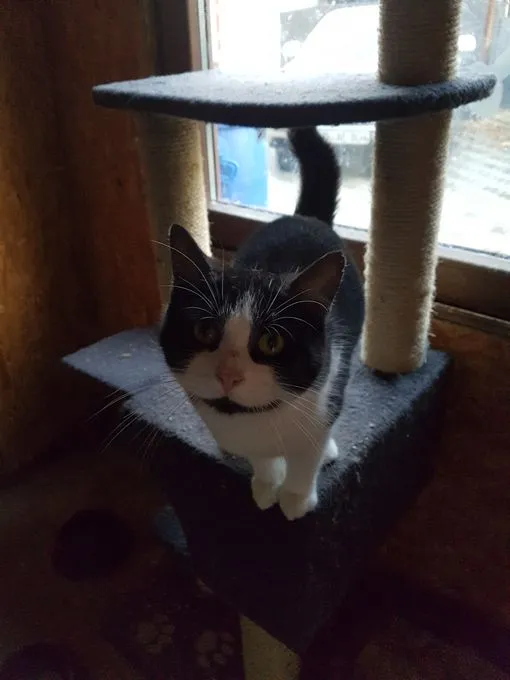 Kitty  - EKH zur Adoption