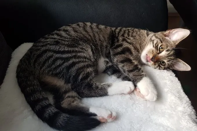 Tiffy&Ruby - Europäisch Kurzhaar zur Adoption