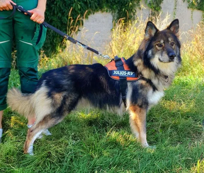 Hund aus Tierheim, Jon Boy | Schäferhund Mix Männlich