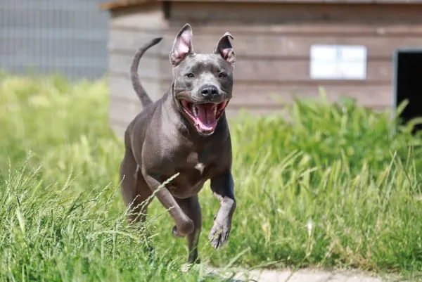 Dog from shelter, Racoon | Staffordshire Mix Male