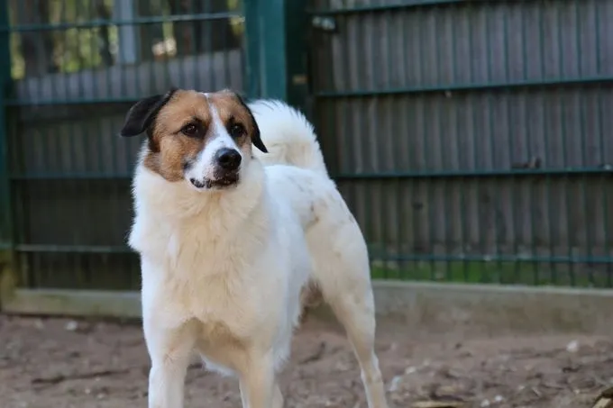 Dog from shelter, Marvel | Weiß Braun Mischling Male