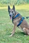 Dog from shelter, Karla | Beige Mit Schwarzer Maske Malinois Female