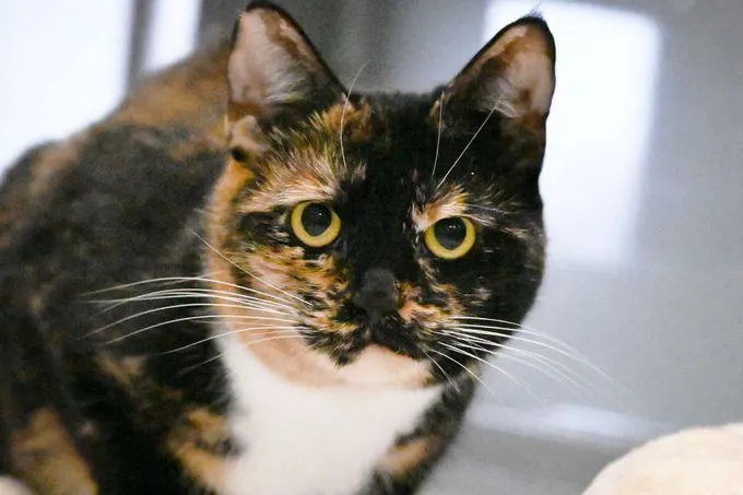 Jenny - EKH zur Adoption