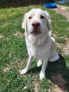 Dog from shelter, Blue | Golden Retriever Mix Male