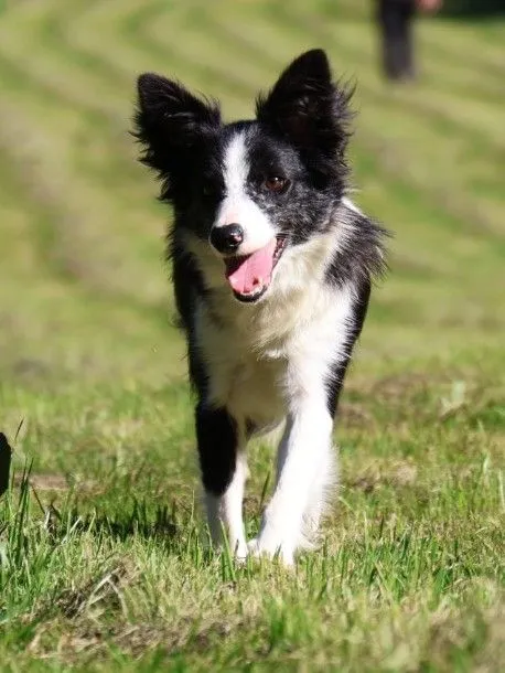 Molly - Border Collie Mix zur Adoption