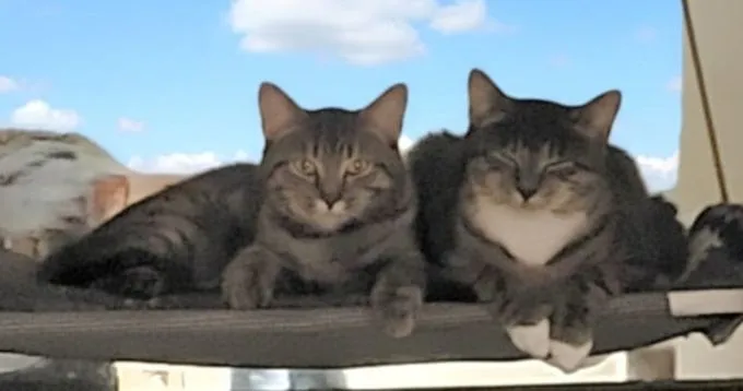 Frieda&Lotta - Europäisch Kurzhaar zur Adoption