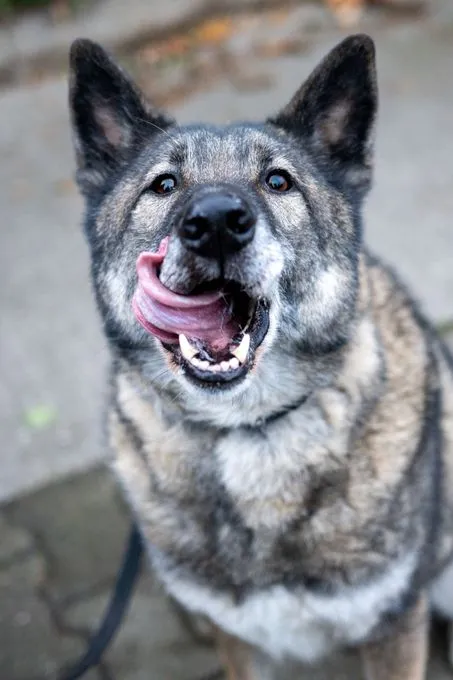 Aron - Schäferhund-Mischling zur Adoption