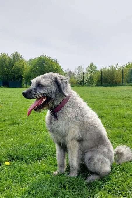 Hund aus Tierheim, Dody | Wasserhund Mix Weiblich