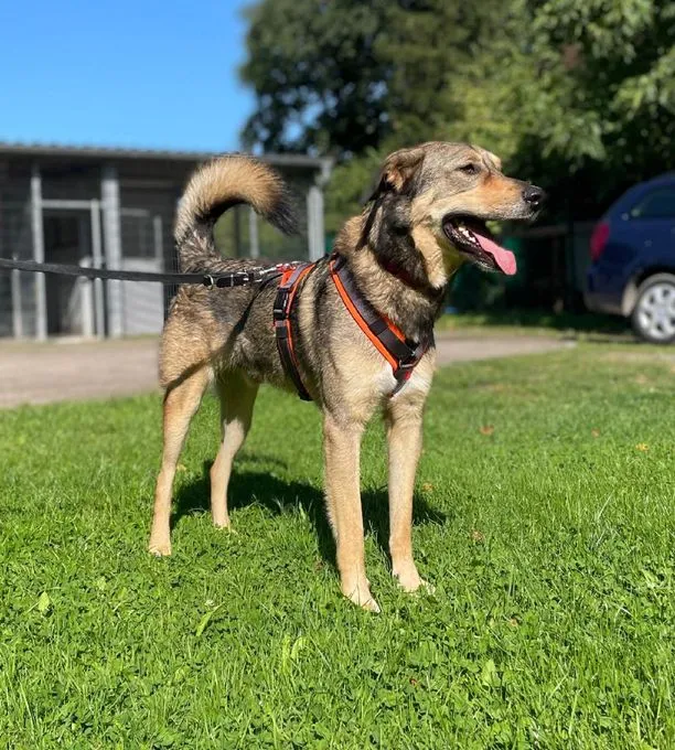 Dog from shelter, Bobby | Braun Mischling Male