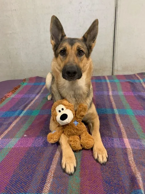 Hund aus Tierheim, Rita | Braun Schäferhund Weiblich
