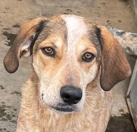 AFRICA - eine absolute Traumhündin!!! - Mischling zur Adoption