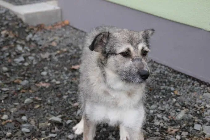 Dog from shelter, Taffy | Grau Braun Mischling Female