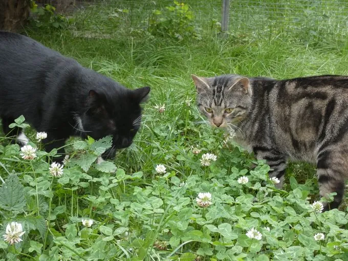 Sylvester & Panini - ekh zur Adoption