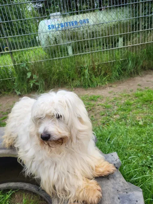 Hund aus Tierheim, Mario | Weiß Mischling Männlich