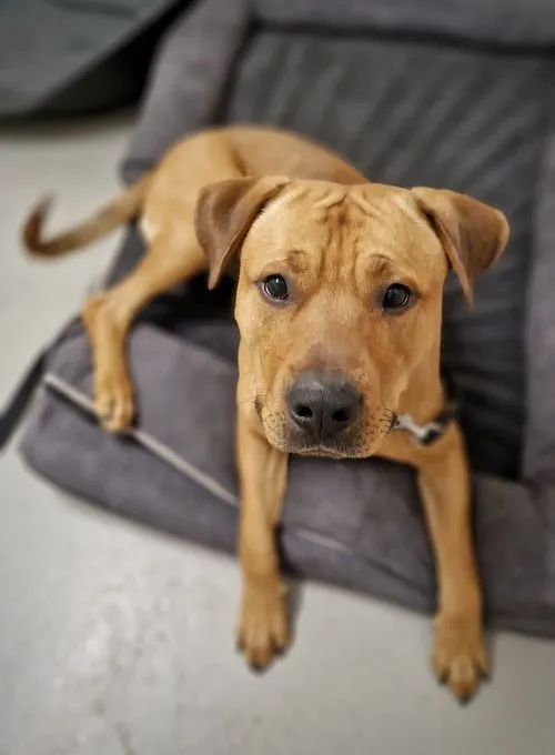 Dog from shelter, Boomer | Braun Boxer Schäferhund Mischling Male