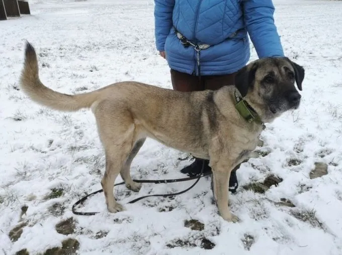 Hund aus Tierheim, Naz | Beige Kangal Weiblich