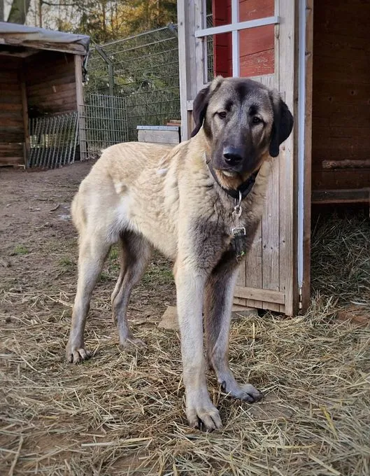 Dog from shelter, Sila Und Tamaz | Beige Kangal Female
