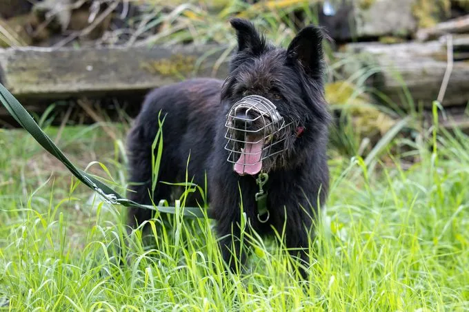 Dog from shelter, Ace | Schwarz Beige Altdeutscher Hütehund Mischling Male