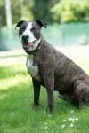 Dog from shelter, Jack | Braun Gestromt Weiß Am Staff Terrier Male