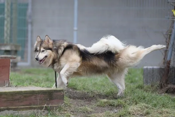 Dog from shelter, Timba | Husky Mix Male