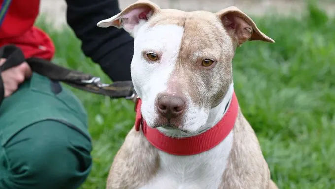 Hund aus Tierheim, Nora | Staffordshire Mix Weiblich