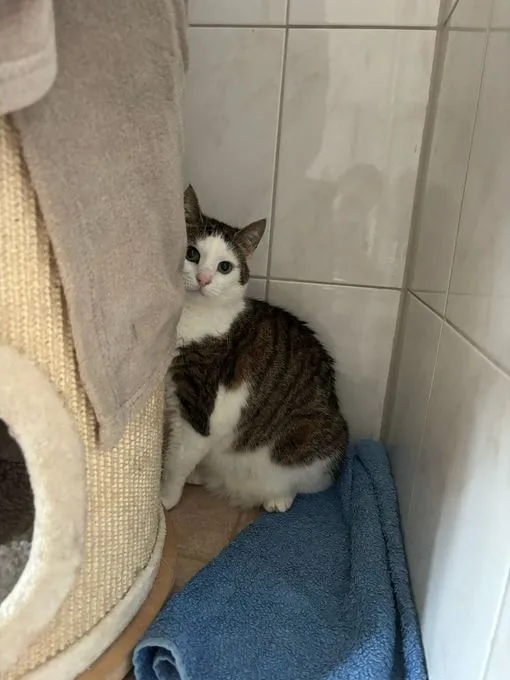Katze aus Tierheim, Jenny | Weiß Getigert Ekh Weiblich