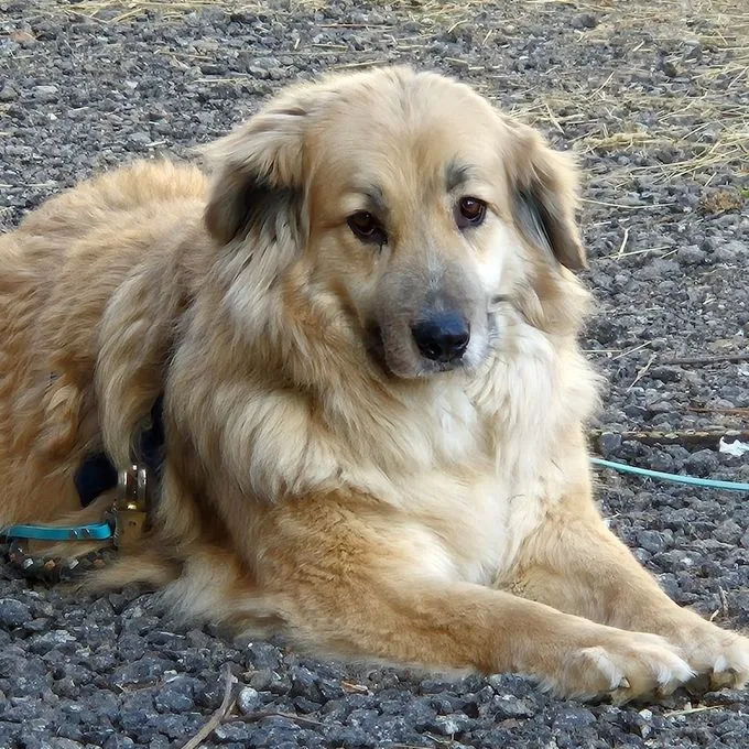 Bambi - mischling zur Adoption