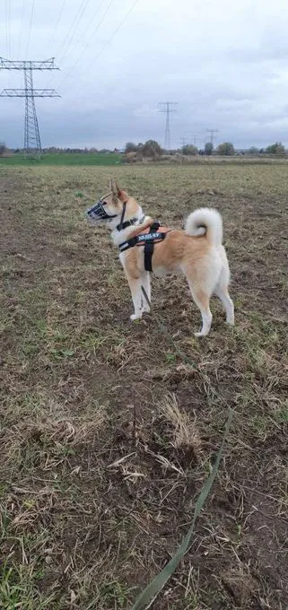 Hund aus Tierheim, Enrico | Laika Männlich