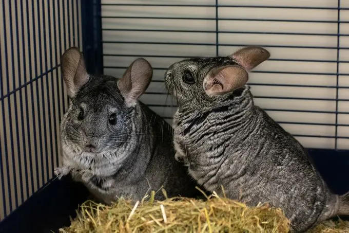 Tik & Tok - Chinchilla zur Adoption