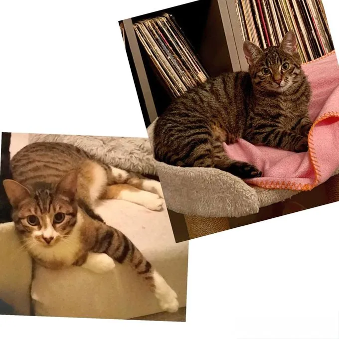 Fiete&Lenni - Europäisch Kurzhaar zur Adoption