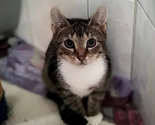 Cat from shelter, Blended | Male
