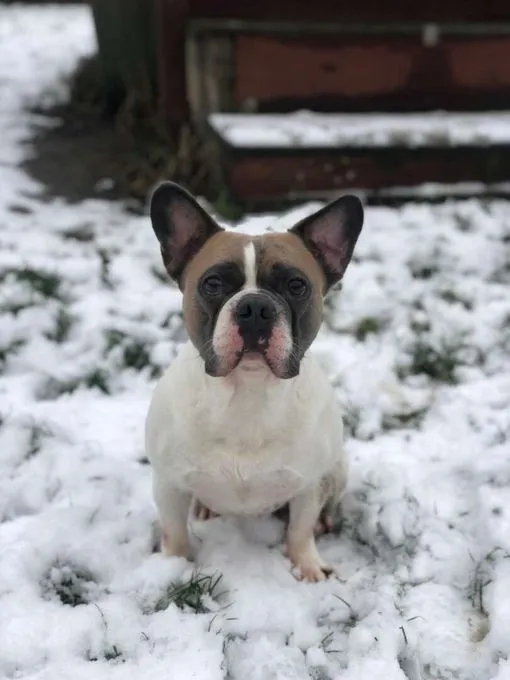 Dog from shelter, Brutus | Französische Bulldogge Male