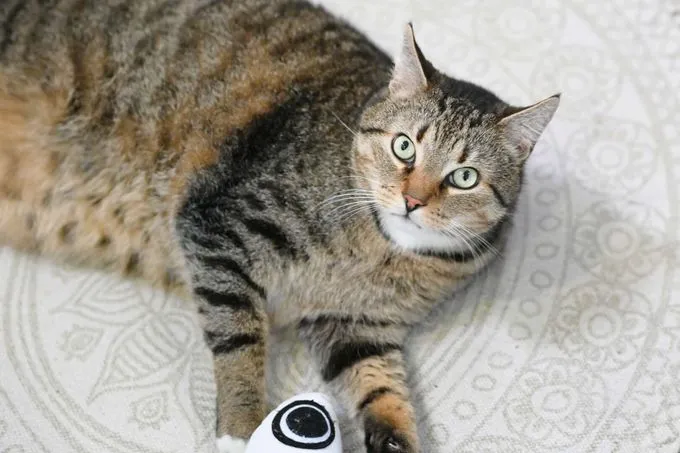 Cat from shelter, Leon | Ekh Female